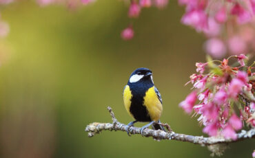 Imagem em Destaque - De todos os exemplos, PRIMAVERA é o mais bonito